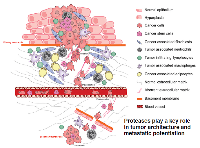 bsg_Proteases Tumor Metastatic